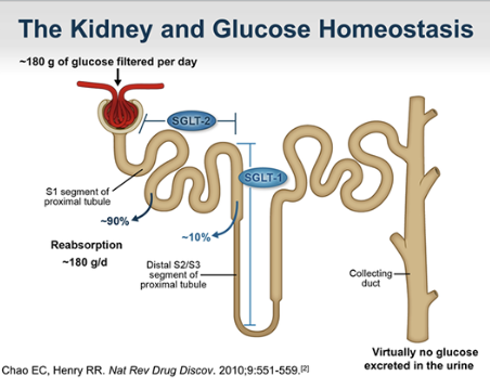 <p>inhibits DPP-4 in the intestine causing:</p><ul><li><p>stimulation of insulin secretion</p></li><li><p>decreased glucagon secretion</p></li></ul><p></p>