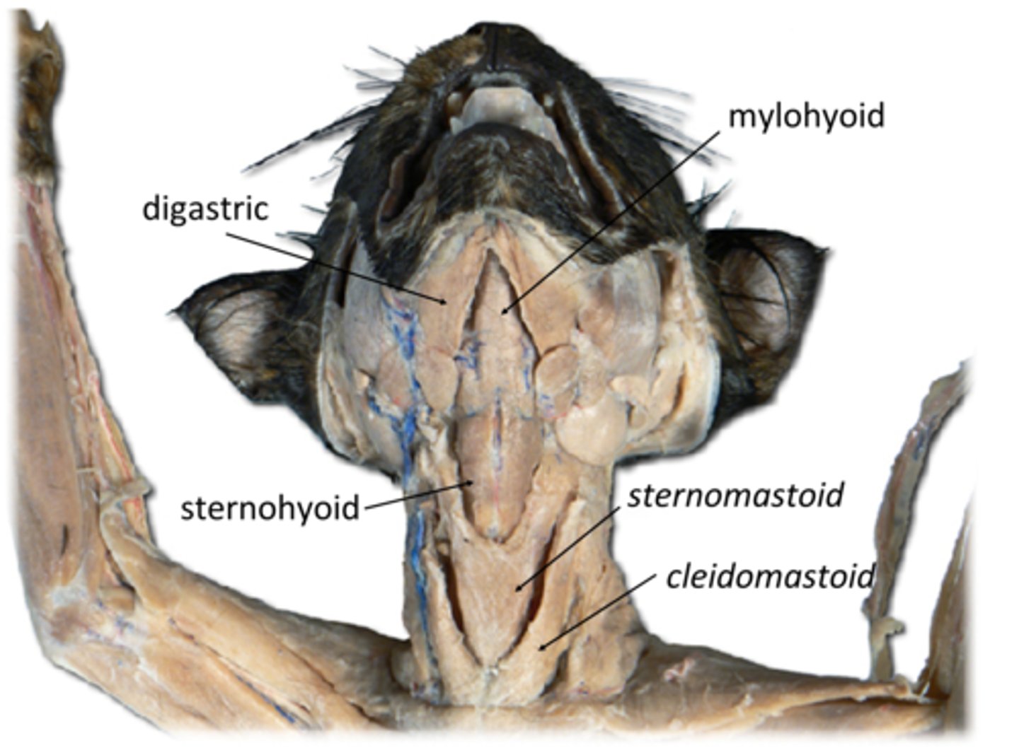 <p>-in man combined with sternomastoid</p><p>- function: flex cats head and bend right and left</p><p>-originates- from clavicle</p><p>-inserts- mastoid process</p>