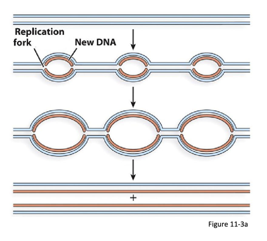 <p>Multiple replication origins: </p><ol><li><p><span>typical of eukaryotic nuclear chromosomes</span></p></li><li><p><span>bidirectional replication at multiple sites starting from each origin</span></p></li><li><p><span>this results in the formation of two replication folks moving in opposite directions</span></p></li><li><p><span>pairs of neighbouring replication folks move toward each other and terminate once they meet</span></p></li><li><p><span>replication of plasmid DNA is semidiscontinuous</span></p></li><li><p><span>Eurkaryotic replications folks are considerably</span><br><span>slower than those of bacteria (hence the evolution</span><br><span>of multiple origins of replication)</span></p></li></ol><p>starts in multiple sites and origins= formation of two forks heading in opposite directions (will not meet up again)</p><p>semidiscontinuous: DNA only goes in one direction, one of the strands needs to go backwards (section by section)</p>
