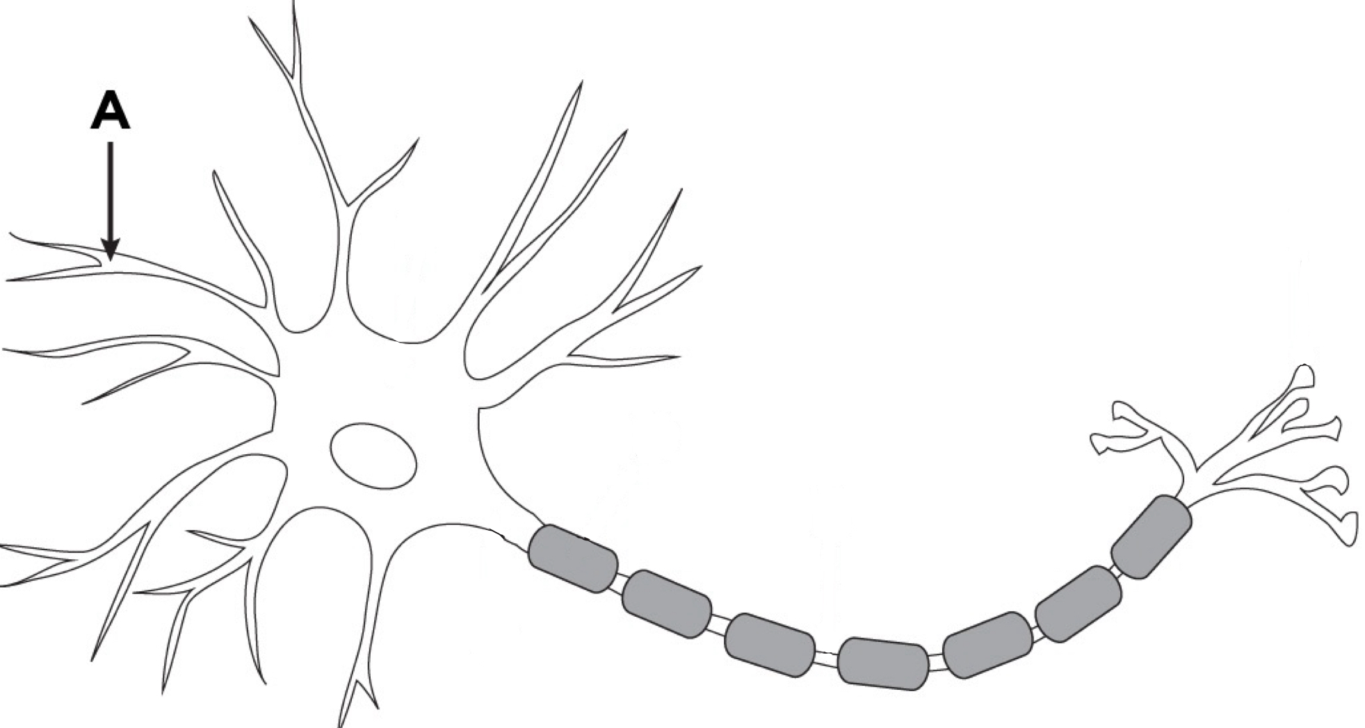 <p>Portion of neuron that receives signals from other neurons and pass them on to the cell body</p>