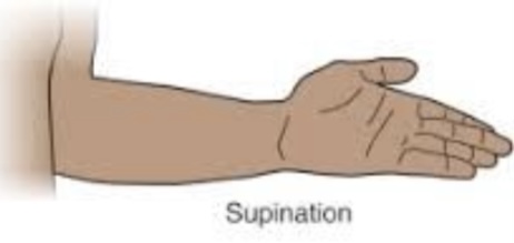 <p>Supination</p>