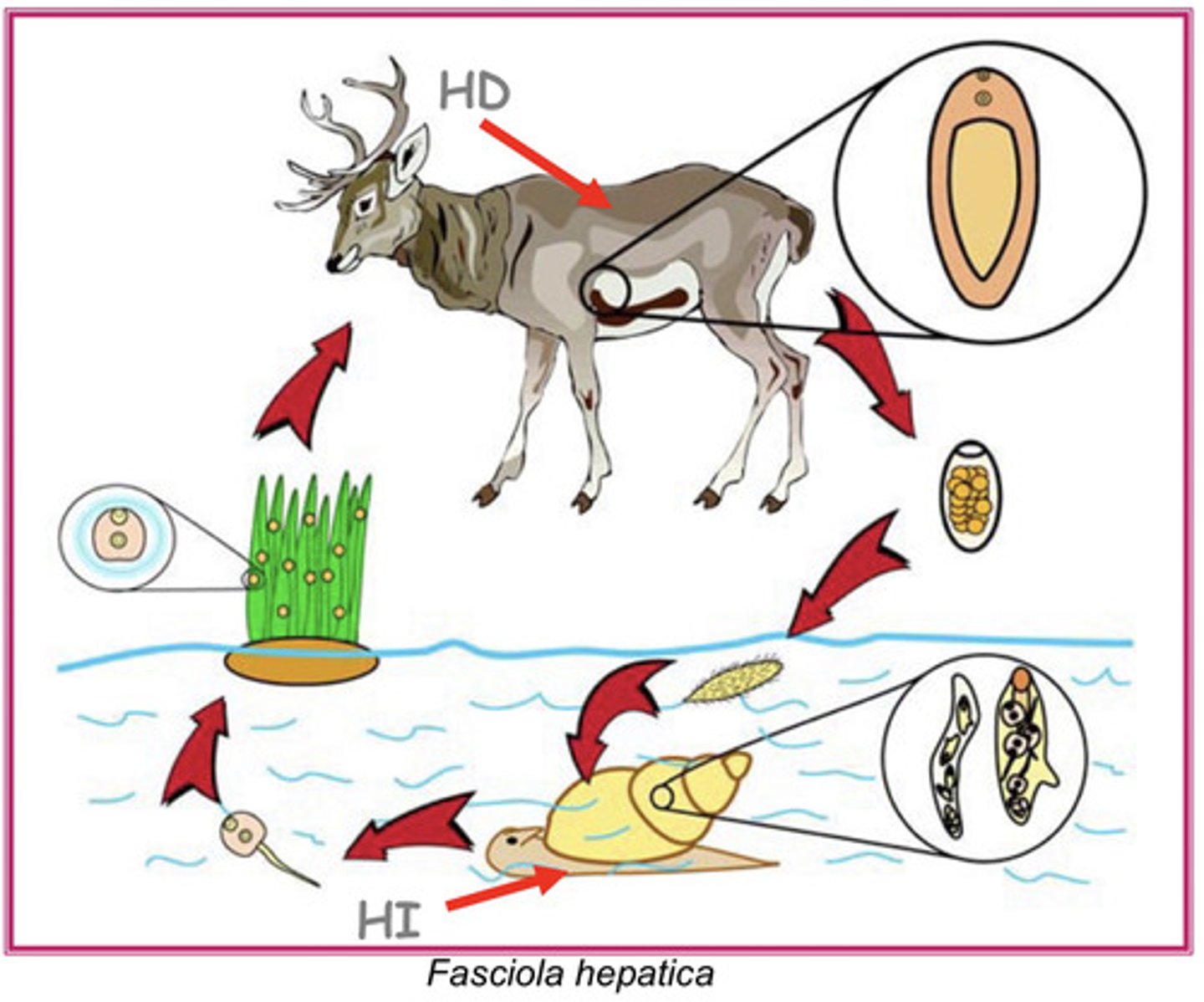 <p>is this parasite, Faciola hepatica, diheteroxenic or poliheteroxenic?</p>