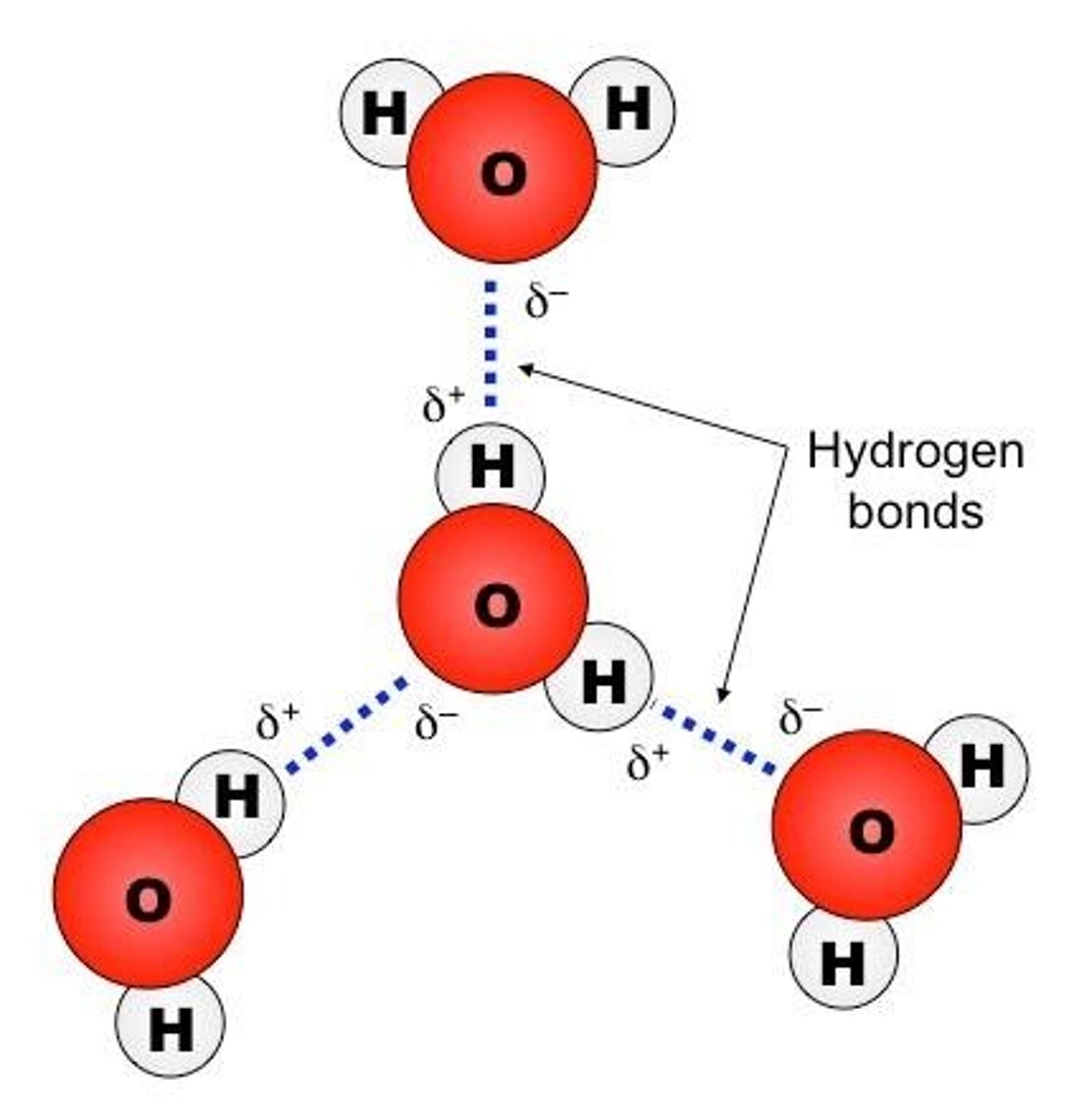 <p>A hydrogen bond is an attraction between a slightly positive hydrogen atom and a slightly negative atom.</p>