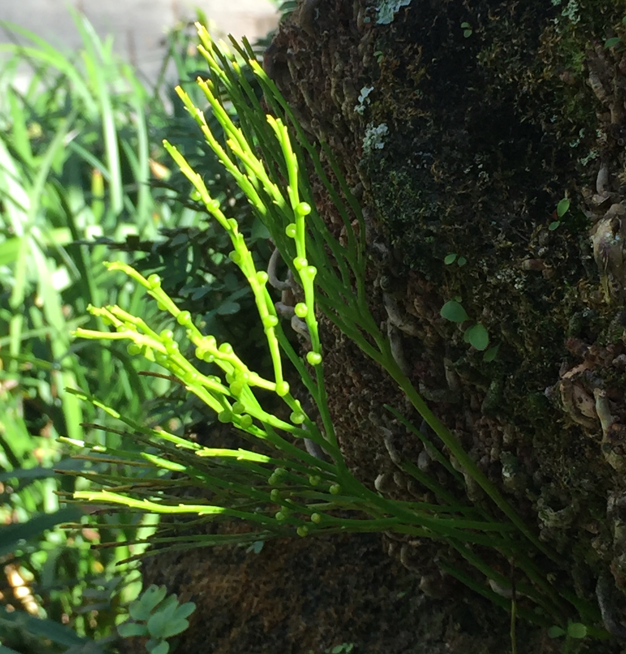 <p>what phylum</p>