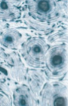 <p>what tissue is this </p>
