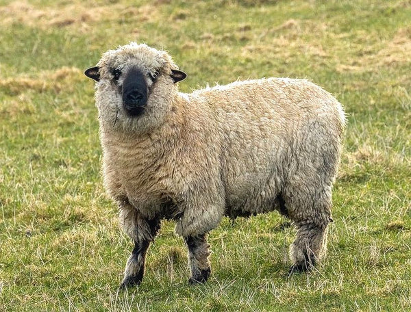 <p>originated in england used for meat and wool. black and brown face and legs. white wool. lambs have excellent lean, high quality carcasses. produce large quantity of fleece. excellent disposition, popular for rearing</p>