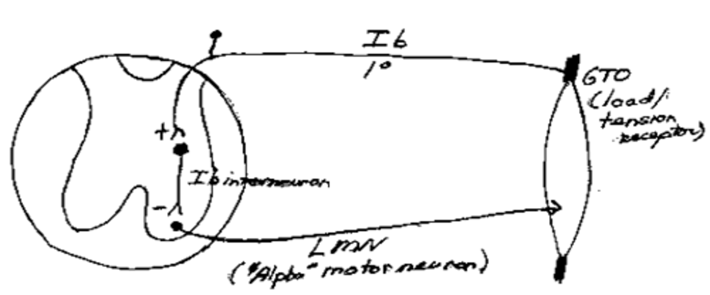 <p>The GTO sends an action potential up the Type Ib fiber, which synapses with an inhibitory Ib interneuron, which inhibits the Alpha lower motor neuron. This prevents overloading of the muscle and tendon.</p>