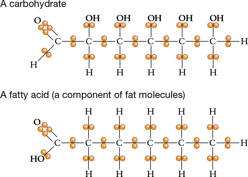 Fats Store More Energy than Carbohydrates