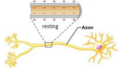 <ul><li><p>is polarized = electrical difference across the membrane </p><ul><li><p>inside of the neuron more negative than the outside - when neuron is at rest (i.e. not carrying a signal) </p></li></ul></li><li><p>contains ion channels </p><ul><li><p>important channels: potassium (K+ ), sodium (Na+ ), calcium (Ca2+), chloride (Cl- )</p></li><li><p>channels  can open &amp; close</p></li></ul></li></ul><p></p>
