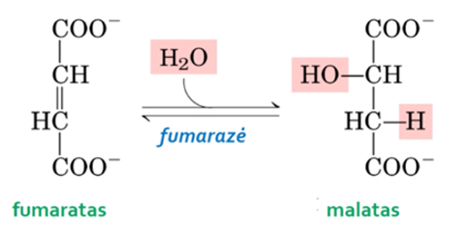 <p>7. Fumaratas veikiant vandeniui (vyksta hidratacija) ir fermentui fumazei virsta malatu</p>