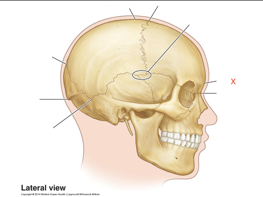 <p>Name the area marked “X”</p>