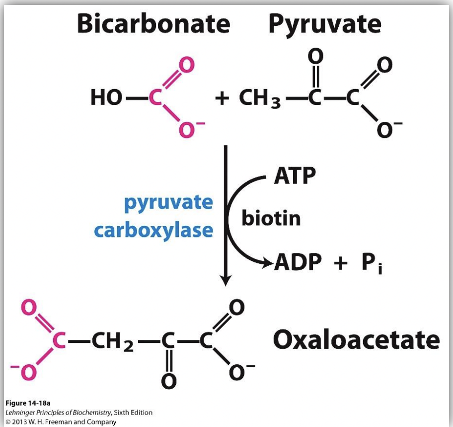 <p>GLUCONEOGENESIS STEP 1: Pyruvate cannot be ___.</p>