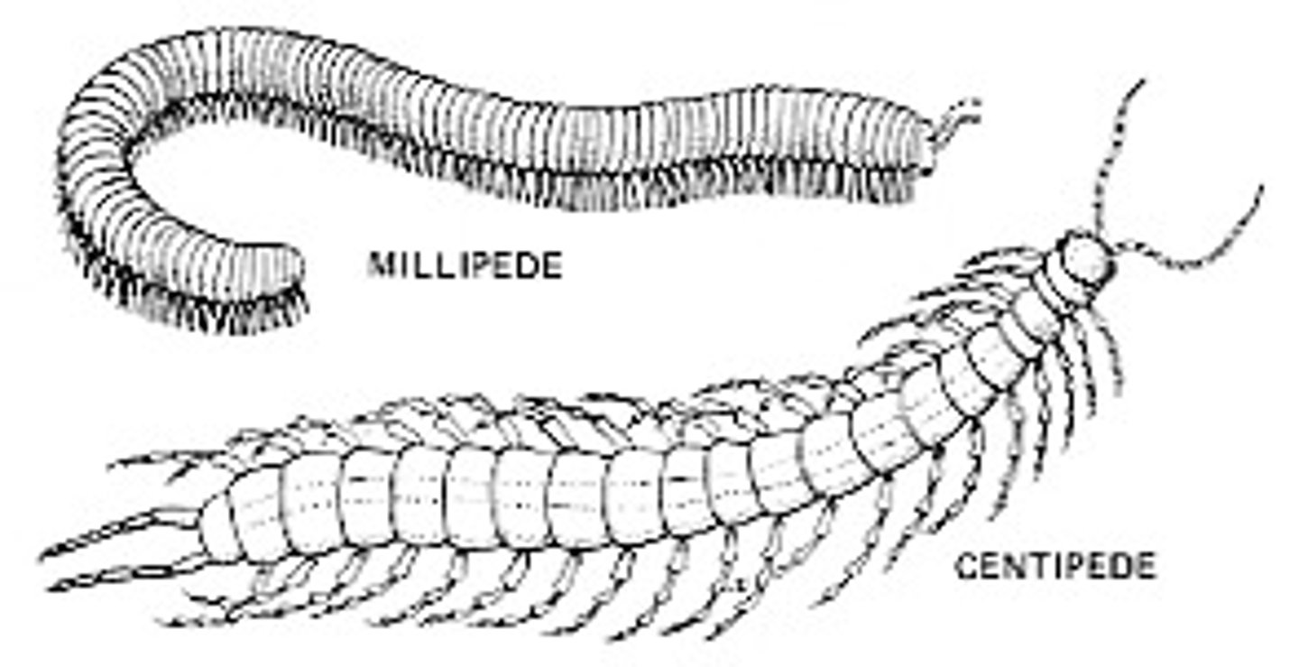 <p>-centipedes (class chilopoda) and millipedes (class diplopoda).</p><p>-single pair of antennae, mandibles</p><p>-hardened head capsule</p><p>-long segmented body</p><p>uniramous (single branched appendages) while crustaceans have biramous (branched) segments</p><p>-terrestrial</p><p>-Chilo/Centi- carnivorous, 1 pair per segment</p><p>-Diplo/Milli - herbivorous, 2 pair per segment</p>