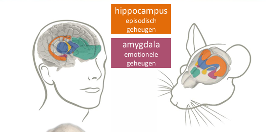<p>knaagdieren lijken neit veel op ons, maar als je meer inzoomt wel </p><p>hippocampus = episodisch geheugen</p><p>amygdala = emotioneel geheugen</p>