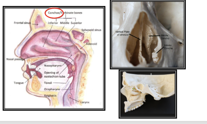 <p>nasal cavity </p>
