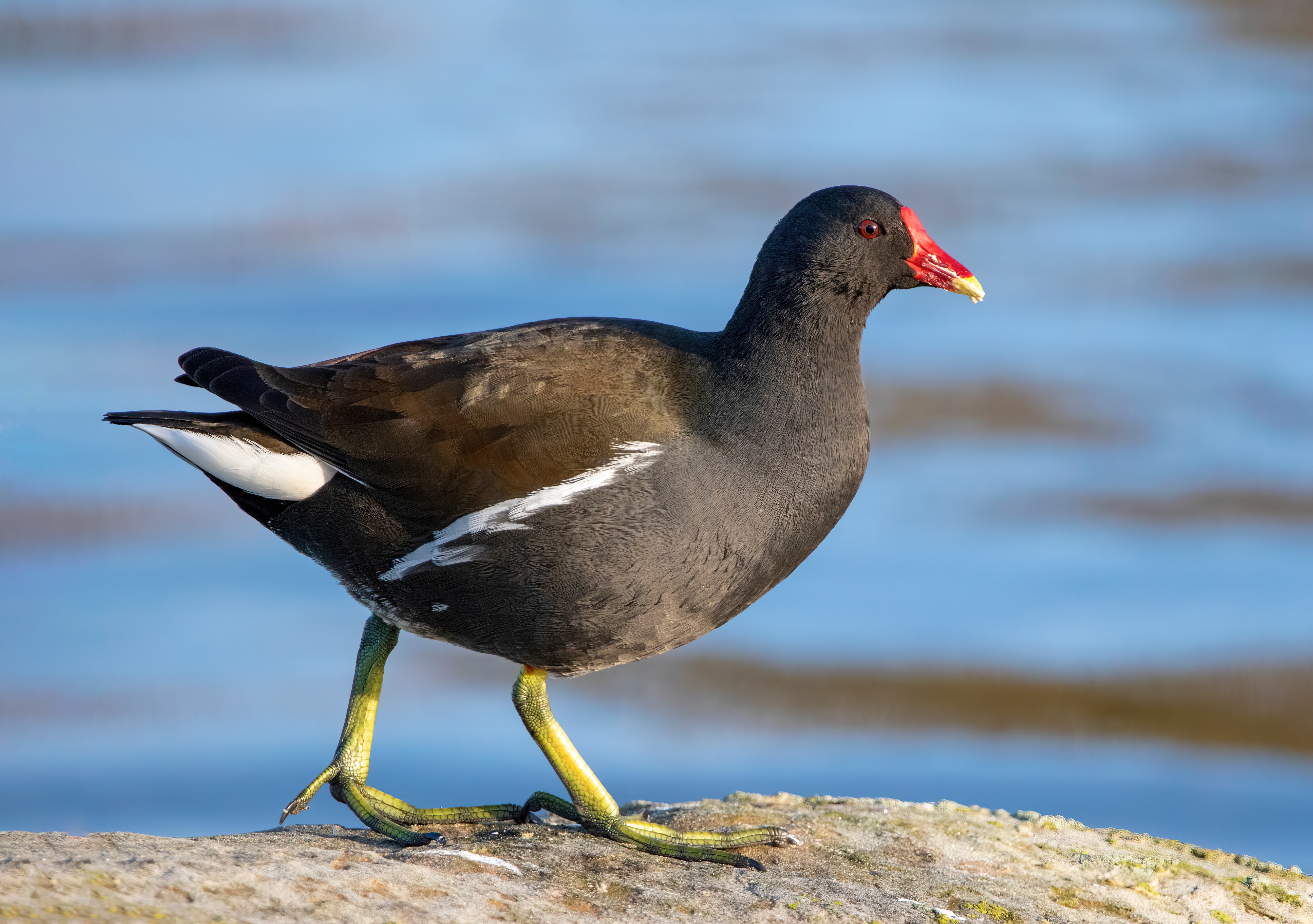 <p>Common Moorhen</p>