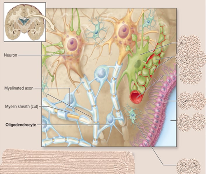 <p>-larger cell with slender extensions<br>-extensions wrap around axons of neurons forming the myelin sheath</p>