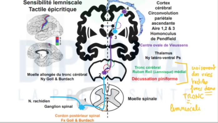 <ul><li><p>1er neurone : au niv de la peau et son corps cellulaire situé au niv du ganglion rachidien</p></li><li><p>axone aborde le cordon post → va monter jsuque ds le tronc cérébral pour s&apos;articuler avec 2e neurone, dont l&apos;axone est envoyé de l&apos;autre côté de la ligne médiane → sensibilité de la partie droite du corps perçue par la partie gauche du corps et inversement (décussation piniforme)</p></li><li><p>2e neurone remonte vers noyau latéro-ventral post du thalamus, via Ruban de Reil médial</p></li><li><p>3e neurone ds noyau LV du thalamus → ventre ovale de Vieussens</p></li></ul>