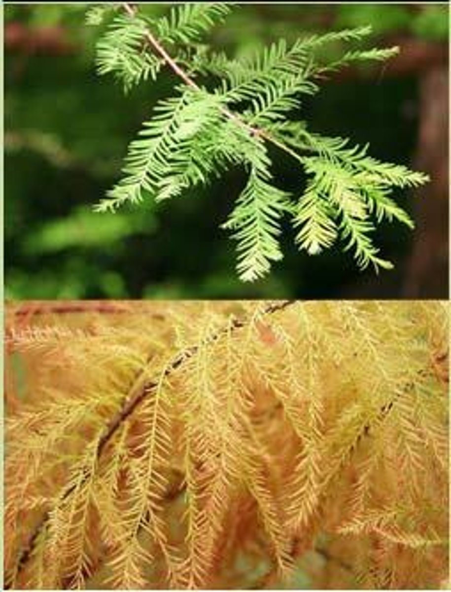 <p>Alternate, simple, mostly 5-7 palmately-lobed, pubescent at first, then glabrous and glossy.</p>