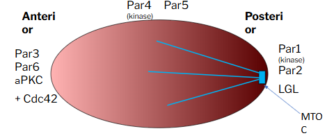 <ul><li><p><span style="background-color: transparent;"><span>Microtubules recruit Par1 and Par2 to the posterior cortex</span></span></p></li></ul><ul><li><p><span style="background-color: transparent;"><span>Antagonises anterior Par proteins which accumulate at anterior cortical domain.</span></span></p></li></ul><ul><li><p><span style="background-color: transparent;"><span>Distinct localizations of the Par proteins. Par3/Par6/aPKC localise to the anterior cortex; Par1 and Par2 are at the posterior cortex and Par5 maintains the boundary.</span></span></p></li></ul><ul><li><p><span style="background-color: transparent;"><span>Phosphorylation is key in the feedback loops that allow the poles to be defined.</span></span></p></li></ul><ul><li><p><span style="background-color: transparent;"><span>Interactions between microtubules and the cortex results in pulling forces which act on the mitotic spindle which causes the spindle to be displaced TOWARD the posterior end.</span></span></p></li></ul><ul><li><p><span style="background-color: transparent;"><span>Redistribution of the Par proteins and cell fate determinants requires a directional and actin-myosin based process.</span></span></p></li></ul><p></p>