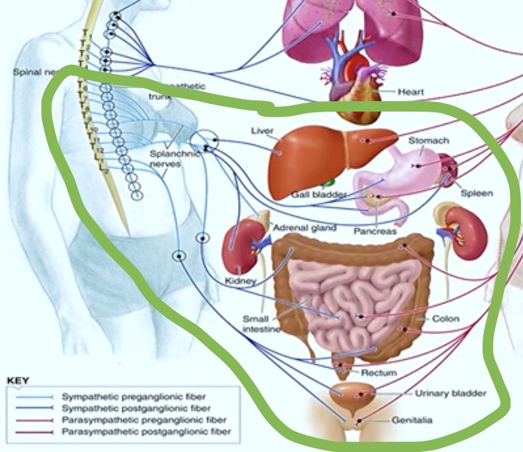 <ul><li><p><strong>Abdominal </strong></p><p>AND </p></li><li><p><strong>Pelvic </strong></p></li></ul><p>Regions </p>