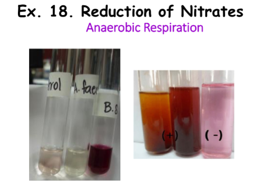 <ul><li><p><strong>Medium: </strong>Nitrate Broth</p></li><li><p><strong>Substrate: </strong>Nitrates</p></li><li><p><strong>Pathway/Enzyme:</strong></p><ul><li><p>Pathway: Shake tube, pour 1ml, + 3 drops of Sulfanillic Acid, + 2 drops DAN, wait 1-2 mins</p></li></ul></li><li><p><strong>pH. Indicator/Reagents: </strong>Anaerobic Respiration (ETC)</p></li><li><p><strong>End Products: </strong>Nitrites</p></li></ul><p></p>