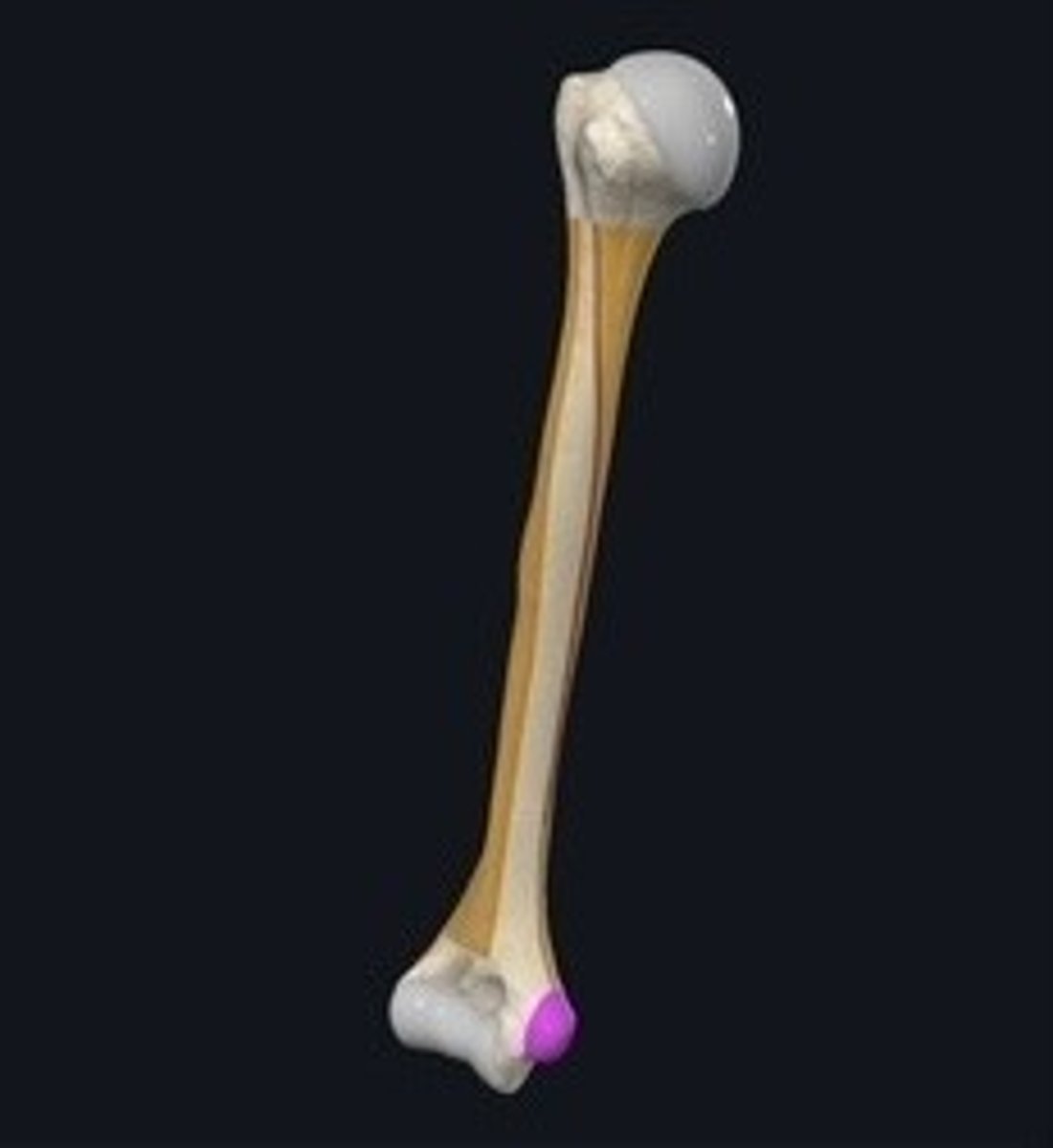 <p>Bony prominence on the humerus for muscle attachment. (Pink)</p>
