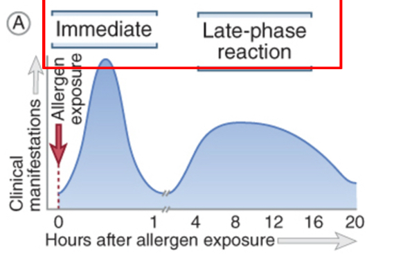 <p><span><span>1. Immediate reaction: cause a rapid increase in vascular permeability and smooth muscle contractions.&nbsp; It can occur </span><u><span>within minutes </span></u><span>of reexposure to an antigen.</span></span></p><p><span><span>2. Late phase reaction: </span><u><span>cytokines secreted by mast cells recruit neutrophils and eosinophils </span></u><span>to the site of reaction </span><u><span>over several hours</span></u><span>.&nbsp; It is responsible for tissue injury that occur due to repeated bouts of immediate hypersensitivity.</span></span></p>