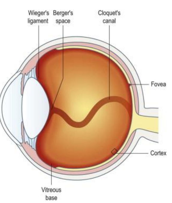 <p>Gel-like structure </p><p>Fills the vitreous chamber </p><p><strong>Spherical except for Patellar Fossa  </strong></p><p><strong>80% </strong>of entire globe</p>
