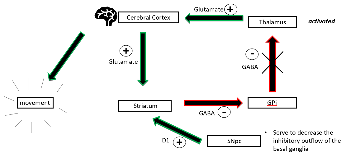 <p>the SNpc → D1 → excites striatum→ thalamus is less inhibited</p>