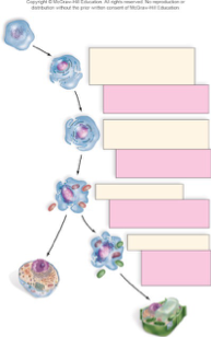 <p><span>Place the stages of the endosymbiotic theory in the proper order. The above image represents the process.</span></p><p></p><p><span>1.&nbsp; A prokaryotic cell evolves the ability to fold in, invaginate, its cell plasma membrane.</span></p><p><span>2.&nbsp; The DNA is isolated from the rest of the cell becoming a nucleus.</span></p><p><span>3.&nbsp; The eukarytic cell envelopes an aerobic bacterium that evolves into a the mitochondria.</span></p><p><span style="font-family: Arial, sans-serif">4.</span><span>&nbsp; </span><span style="font-family: Arial, sans-serif">The eukaryotic cell that has mitochondria envelopes a green photosynthetic bacterium, a cyanobacterium, that evolves into chloroplasts.</span></p>