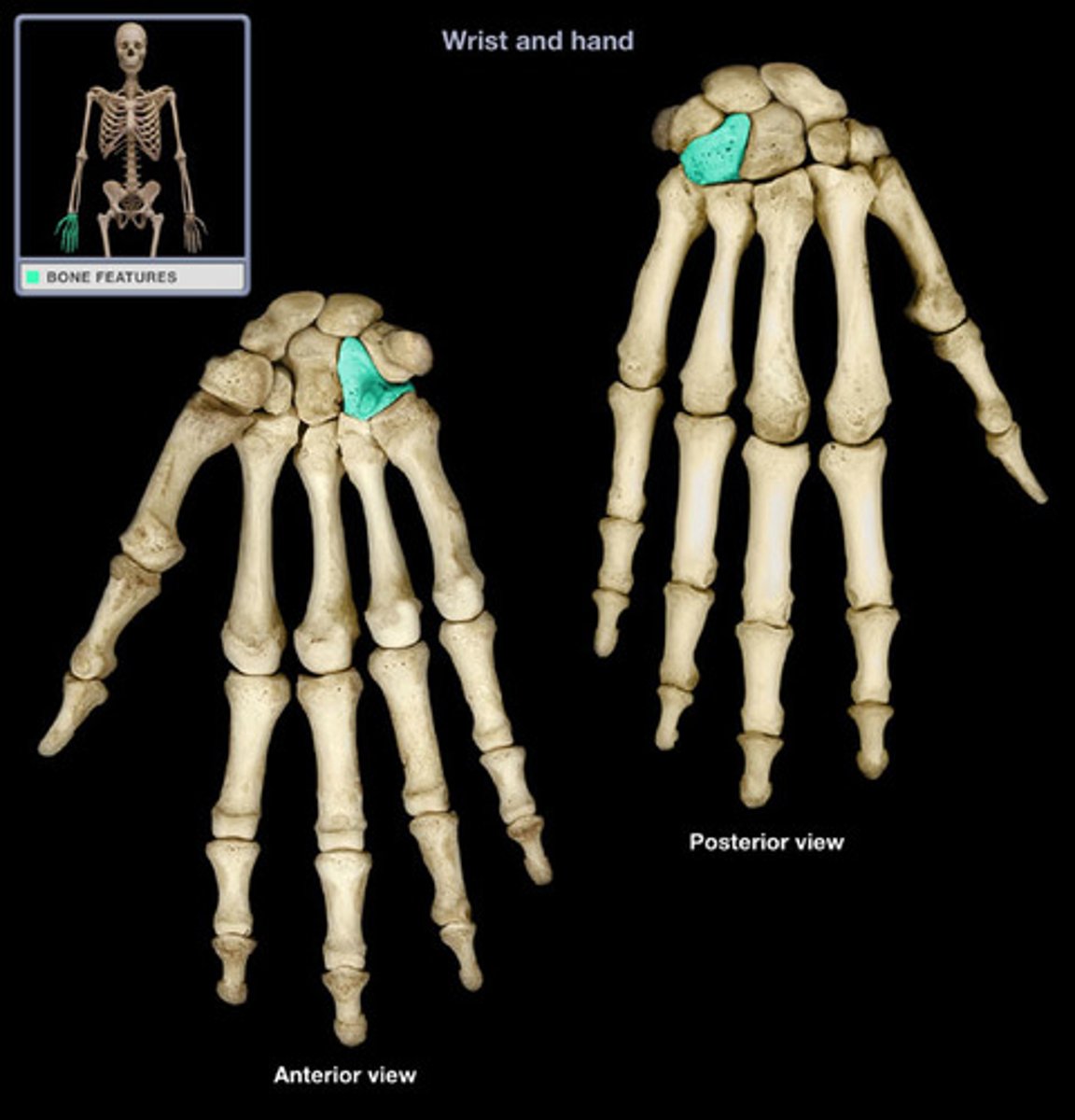 <p>carpal bone towards the pinky side, has a projection that sort of looks like a ham bone</p>