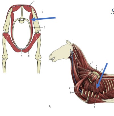 <p>large fan-shaped muscle deep to the scapula, one of the main muscles attaching the forelimb to the trunk</p><p>Origin: transverse processes of C3-C7 + first 7 ribs</p><p>Insertion: deep surface of the scapula</p><p>Function: support the trunk</p>