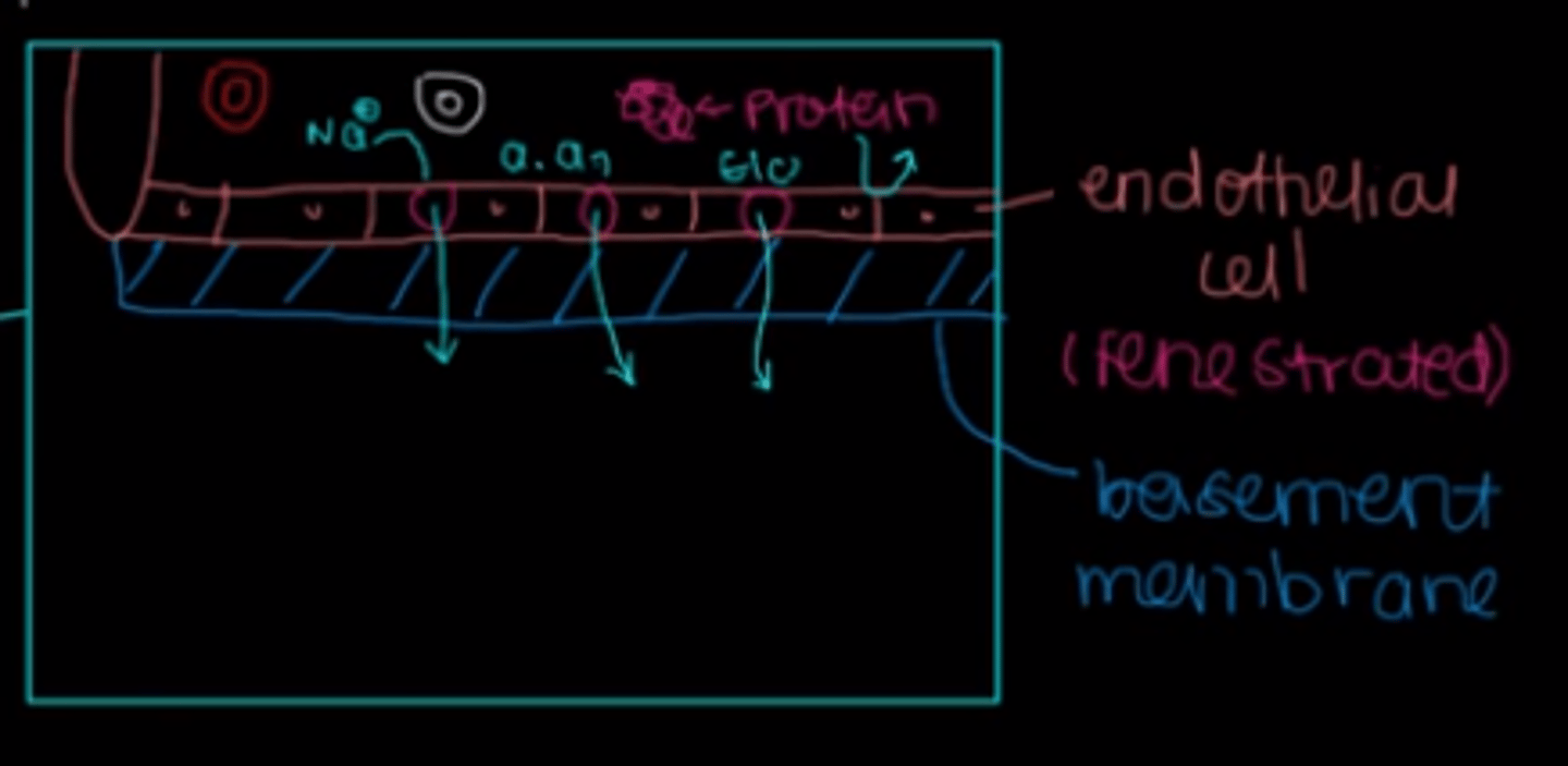 <p>The glomerulus is surrounded by a basement membrane and only particles smaller than proteins can squeeze past.</p>