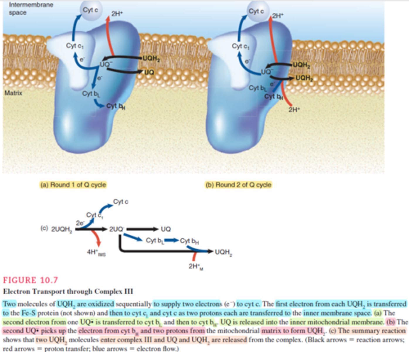 <p>* This complex is a dimer that transfer e⁻ from reduced UQ to cytochrome C (Cyt C), while using the energy to pump 2H⁺ ions into the intermembranous membrane.</p><p>contain prostatic groups &amp; e⁻ carrying molecules: </p><p>1. Fe-S clusters (Iron-sulfur clusters)</p><p>2. Heme</p><p>3. cytochromes (cyt B(l)/B(h)/C₁/C) </p><p>passage of e⁻ reffered as two cycles:</p><p>* first cycle:</p><p>1st UQH₂ enter the complex and transfer one e⁻ to Fe-S clusters -&gt; Cyt C₁ -&gt; Cyt C.</p><p>While pumping 2 protons into intermembranous space.</p><p>UQH₂ become UQ⁻.</p><p>UQ⁻ transfers its second e⁻ to Cyt B₁ -&gt; Cyt B₂.</p><p>after releasing the second e⁻, UQ⁻ transformed to UQ and leave into the inner membrane.</p><p>* second cycle:</p><p>2nd UQH₂ enter the complex and trasnfer one e⁻ to Fe-S clusters -&gt; Cyt C₁ -&gt; Cyt C.</p><p>While pumping 2 protons into intermembranous space.</p><p>UQH₂ become UQ⁻.</p><p>UQ⁻ pickup the e⁻ from Cyt B₂ &amp; 2H⁺ from the matrix to become UQH₂, then it leaves the complex into inetermembranous space.</p><p>Note:</p><p>UQH₂ = dihydroubiquinone</p><p>UQ- = ubisemiquinone</p><p>UQ = ubiquinone</p>