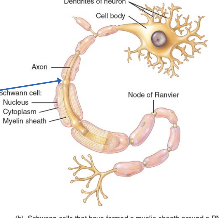 <ul><li><p>they are gaps between axons that are unmyelinated </p></li><li><p>these nodes are in contact with extracellular fluid </p></li></ul><p></p>