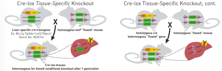 <p>a system that conditionally excises genetic material based on the expression of a recombinase</p><ul><li><p>system can be inducible by an agonist</p></li></ul><p></p>
