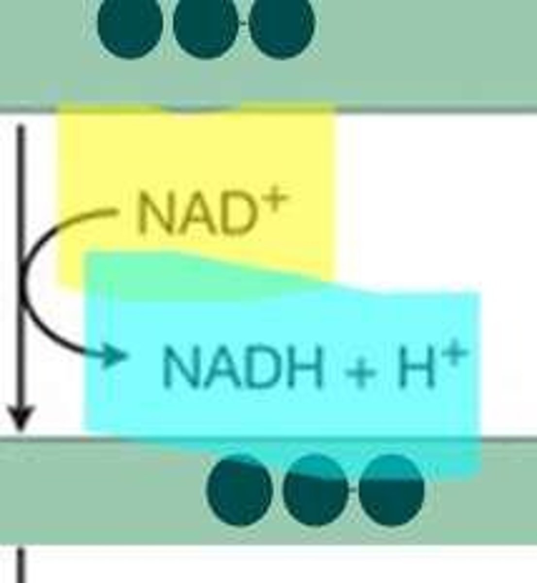 <p>It acts as an electron carrier, helping to produce NADH from intermediates.</p>