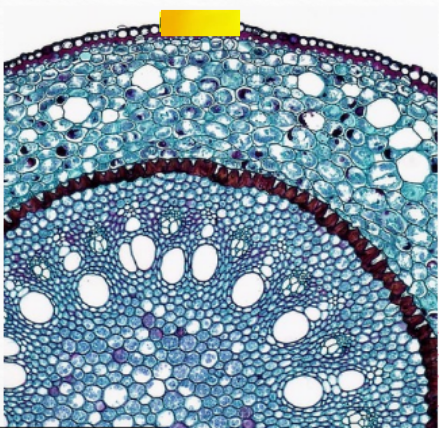 <p>a single layer of protective tissue of the</p><p>entire root system</p>