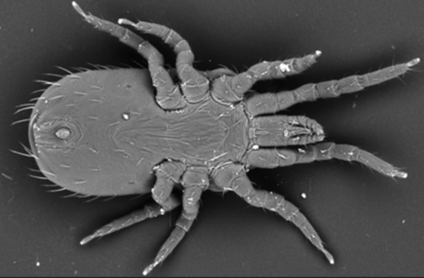 <p>Found on a chicken with severe anaemia causing death. What parasite species is this?</p>