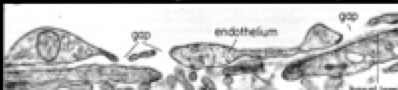 <p>What type of capillary is this image?</p>