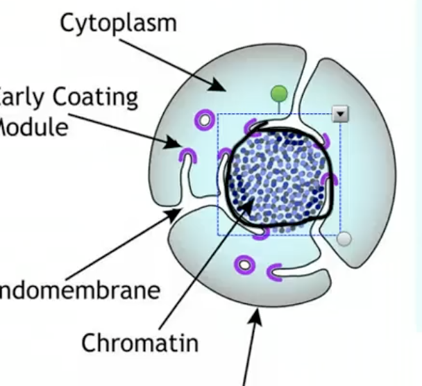 <p>a prokarrotic cell started getting plasma membrane invaginations in such a way that surrounded the nucleus to protect it </p>