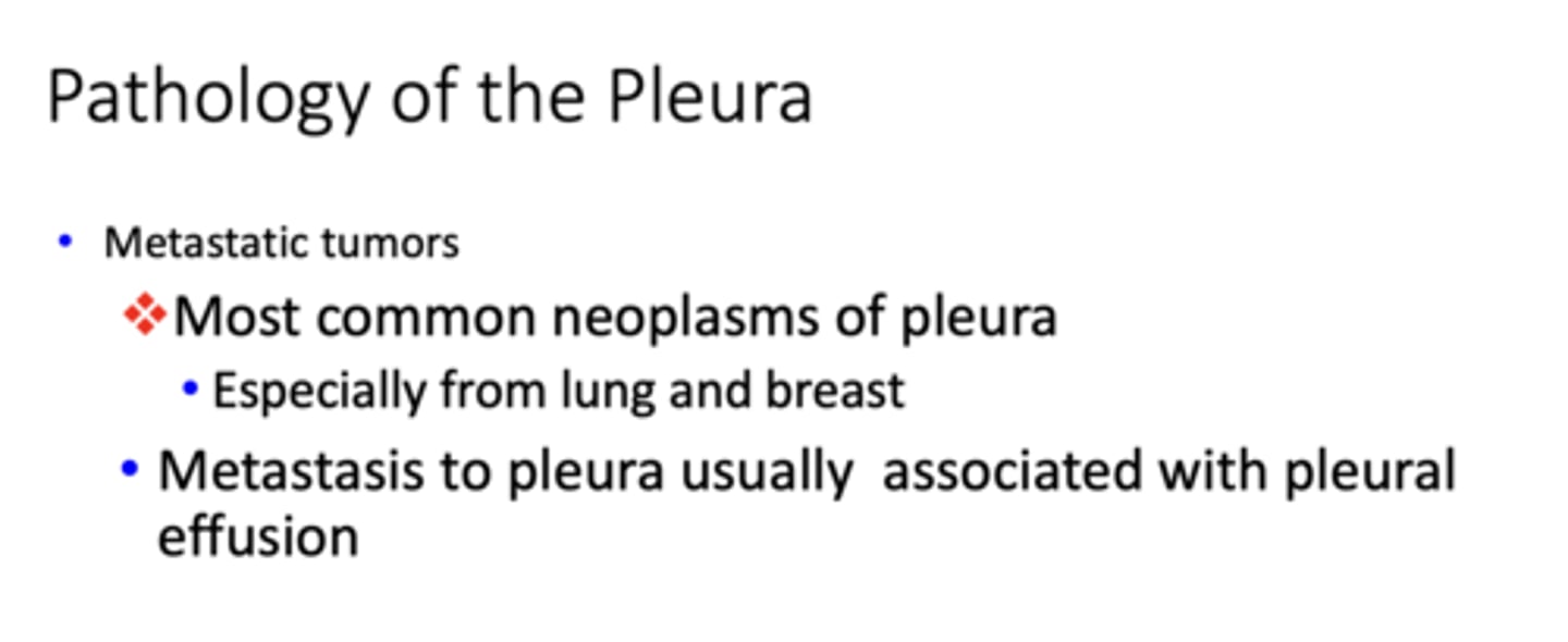<p>metastatic tumors (esp. lung/breast) </p>