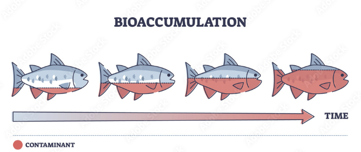 The build up of non-biodegradable pollutant within an organism or trophic level.