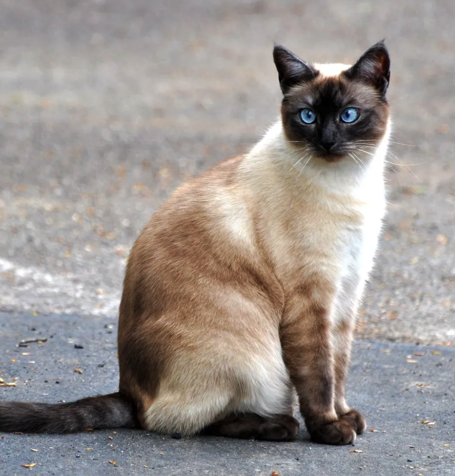 <p><span style="font-family: "Calisto MT";"><span>een slanke en elegante kat met opvallende blauwe ogen en slanke lichaamsbouw</span></span></p>