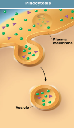 <p>Cell takes in liquids surrounding it. Non specific</p>