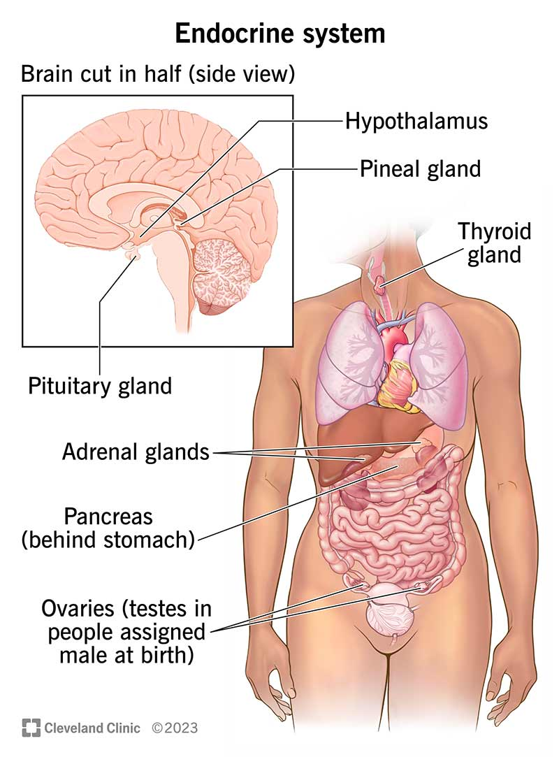 <p>Our body relies on the Endocrine System and the Nervous System, which includes both the Central Nervous System (Brain and Spinal Cord), as well as the Peripheral Nervous System (all other nerves connecting to organs).</p>