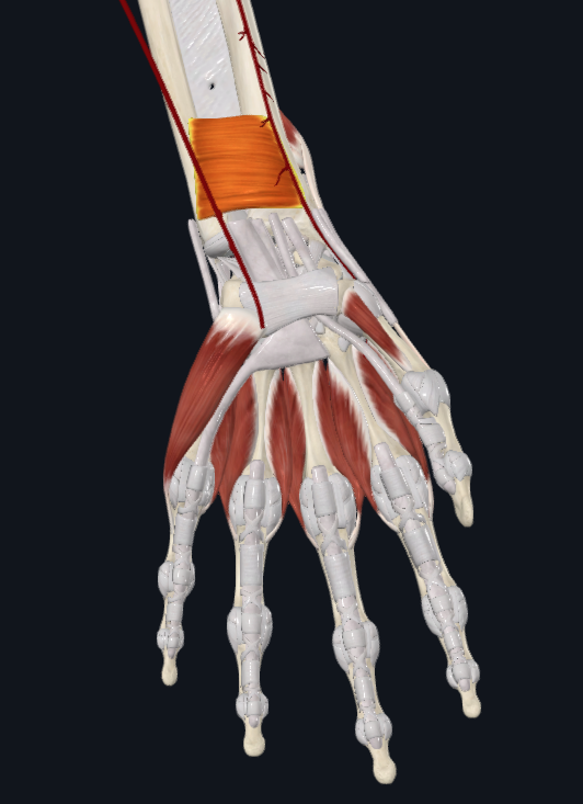 <p>What muscle is this</p>