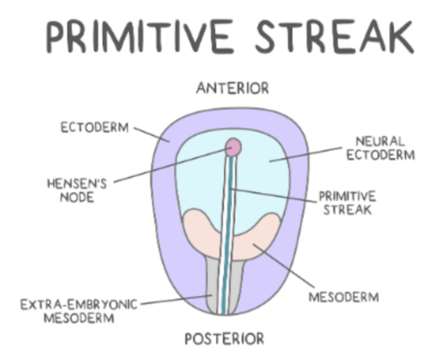 <p>primitive streak</p>