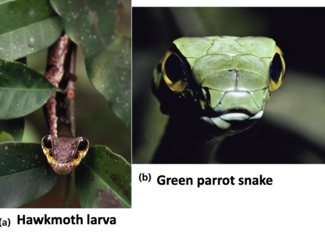 <p>a palatble or harmless species mimics an unpalatable or harmful model</p>